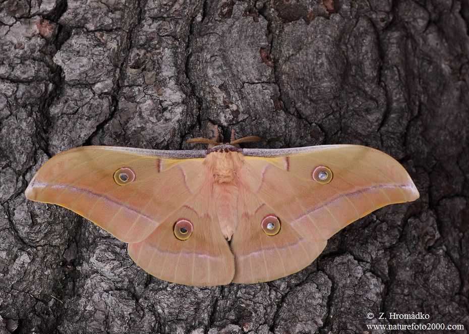 martináč čínský, Antheraea pernyi (Motýli, Lepidoptera)